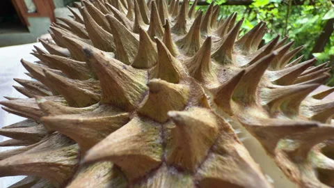  Macro close up shot of a camera moving smoothly along the sharp texture and tho 스톡 동영상 335991046