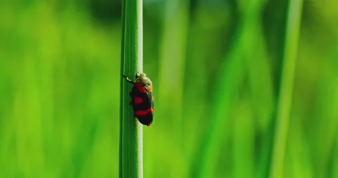 Macro close up shot of cercopis vulnerata or cercopoidea sits on a thin stalk Stock Footage 221269295
