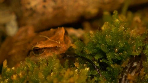 Macro close up shot of coqui frog in forest rack focus Stock Footage 108074943
