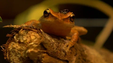 Macro close up shot of coqui frog in forest rack focus Stock Footage 108074949
