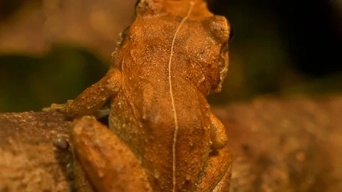 Macro close up shot of coqui frog in forest rack focus Stock Footage 108074984