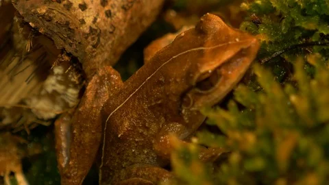 Macro close up shot of coqui frog in forest rack focus Stock Footage 108075127