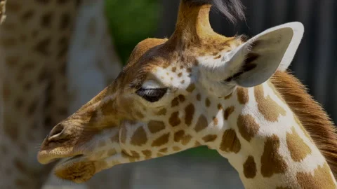 Macro close up shot of cute giraffe chewing outdoors during sunny Video stock 160454939