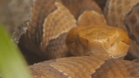 Macro close shot of dangerous snake, Northern Copperhead at den, 1080p tripod Video stock 99185286