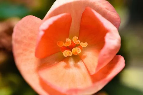 Macro close-up shot of a delicate vibrant peach begonia flower blooming gra.. Stock Photos