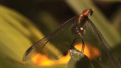 Macro close-up shot of dragonfly on blade of grass bouncing in the wind moving Stock Footage 108034529