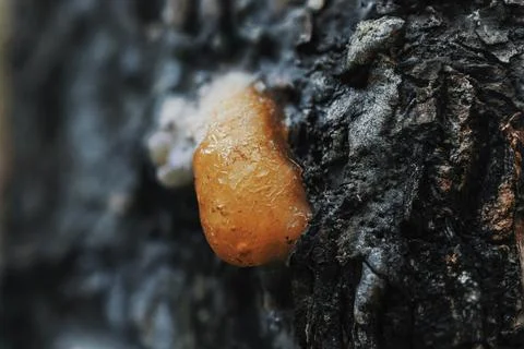 Macro close-up shot of golden tree resin oozing from rough bark in nature Stock Photos