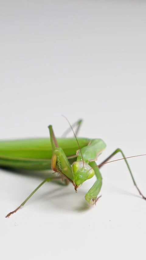 Macro close up shot of a green praying mantis grooming its raptorial forelegs Stock Footage 341283216