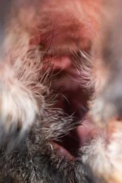 Macro close up shot of inside the earlobe of a young adult German sheepdog Fotos de archivo