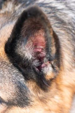 Macro close up shot of inside the earlobe of a young adult German sheepdog Stock Photos