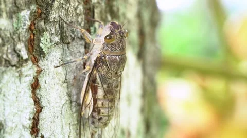 Macro close-up shot of a large cicada resting on tree bark in a summer gard.. Stock Footage 328713655