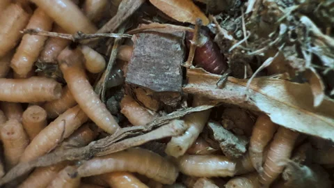 Macro close-up shot of live white maggots and larvae wriggling in soil and .. Stock Footage 346401008
