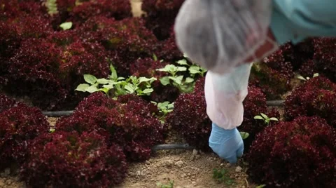 Macro close up shot of lollo rossa weed picking process Video stock 60786785