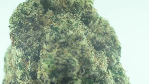 Macro Close up shot of a Marijuana sativa Super Lemon Amnesia Haze rock Stock Footage 229759168