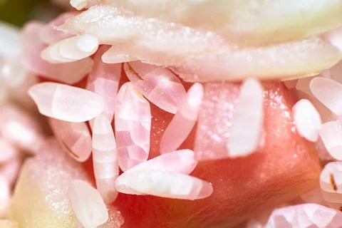 Macro close-up shot of raw white rice grains mixed with fresh diced vegetable Stock Photos