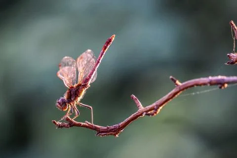 Macro close up shot of red dragonfly on small twig in sunlight Stock Photos
