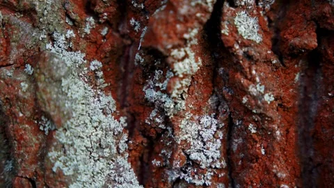 Macro close up shot of rough tree bark texture with vivid orange lichen in motio Stock Footage 342361365