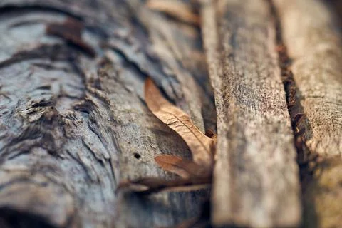 Macro close-up shot of rough tree bark texture and dried autumn leaves outdoo Stock Photos