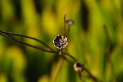 Macro close-up shot of small dry seed pods on thin stems in nature Stock Photos