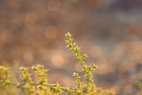 Macro close-up shot of small green thorny plant stem with golden bokeh back.. Stock Photos