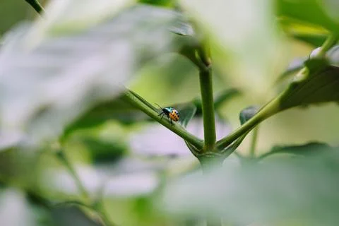 Macro close-up shot of a small insect with a unique orange and metallic green Stock Photos