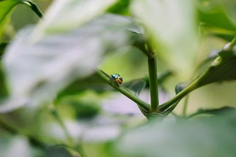 Macro close-up shot of a small insect with a unique orange and metallic green Stock Photos