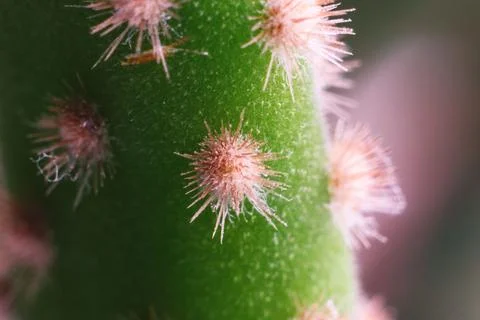 Macro close-up shot of small pink cactus spines on green stem Stock Photos