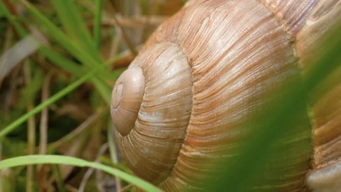 A macro close up shot of a snail shell then sliding right to the head of Stock Footage 97470846