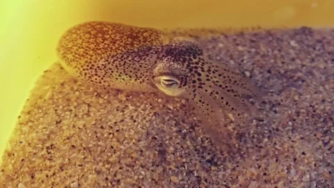 Macro close-up shot of a tiny bobtail squid resting on fine sand inside a Stock Footage 345804665