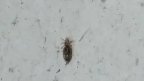 Macro close-up shot of a tiny, dark insect,  is crawling on surface Stock Footage 321781680