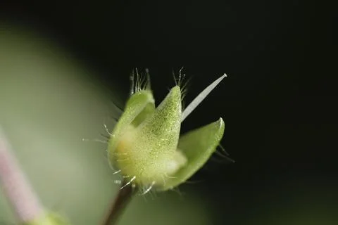 Macro close-up shot of a tiny green flower bud with delicate hairy sepals Stock Photos