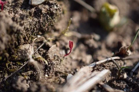 Macro close-up shot of tiny red sprout growing from rich brown earth soil Stock Photos