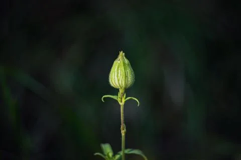 Macro close-up shot of an unopened white campion flower bud on dark backgroun Stock Photos