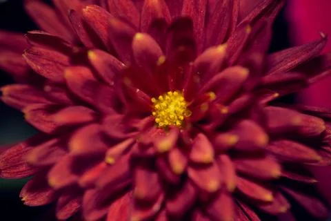 Macro close-up shot of vibrant red chrysanthemum flower with a yellow center Stock Photos