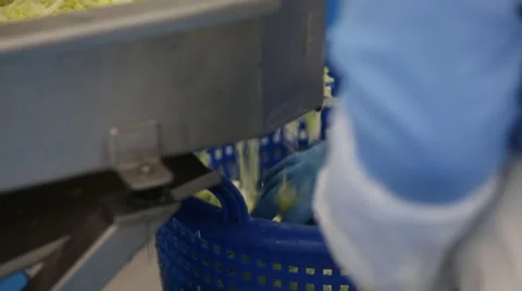 Macro close up shot of washed lettuce Stock Footage 60765845