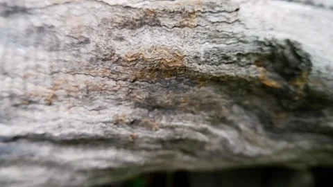 Macro close up shot of weathered wood texture surface. Stock Footage 343626607