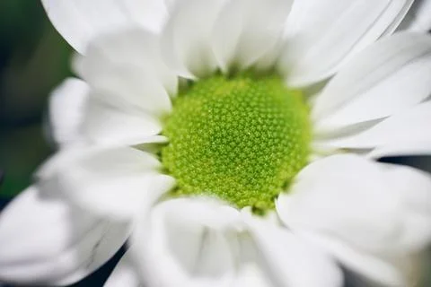 Macro close-up shot of white daisy flower center with green pollen texture Stock Photos