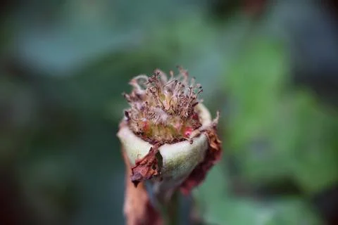 Macro close-up shot of a withered rose hip center against a soft green back.. Stock Photos