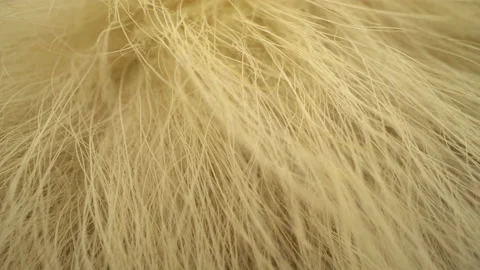 Macro Close Up Shot Of Wool or Fur Stock Footage 147612850
