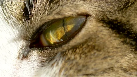 Macro close up showing details of lighting cat eye with iris,pupil and Stock Footage 143295362