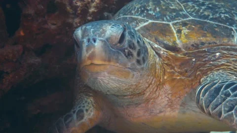 Macro close up showing old sea turtle with lighting skin diving underwater Stock Footage 137556872