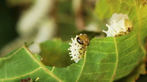 Macro close up,Silk worms eating, feeding mulberry leaves. Stock Footage 47784304