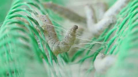 Macro close up,Silk worms make the floss in nest. Stock Footage 45465410