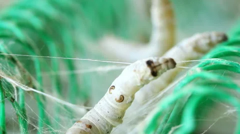 Macro close up. Silk worms make a web silk thread stretched. Stock Footage 68585357