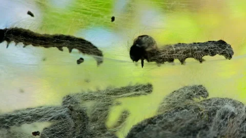 Macro Close Up Silk Worms Making Nest 4K Video stock 131760167