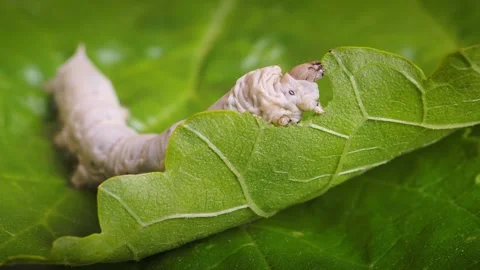 Macro close up of a silkworm (Bombyx mori - domestic silk moth) eating Stock Footage 261893471