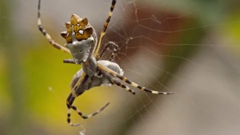 Macro Close Up of Silver Garden Orbweaver Spider Suspended on Intricate Web Stock Footage 346293425