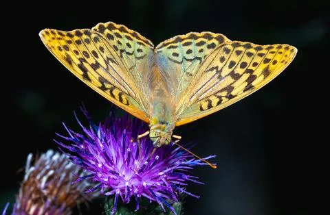 Macro close-up of a silver-washed fritillary butterfly (Argynnis pandora) Stock Photos
