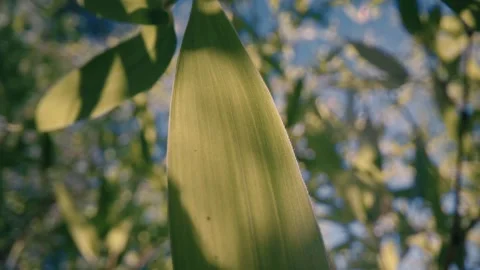 Macro close-up of single green bamboo leaf texture 스톡 동영상 331140226