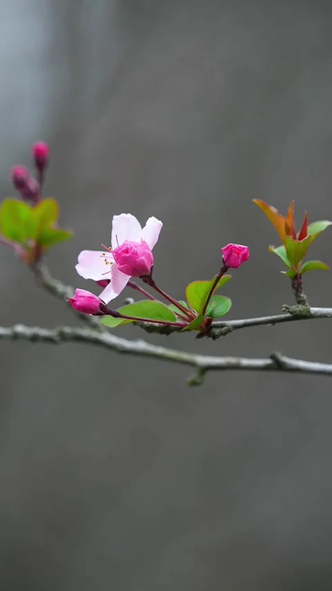 Macro Close-up of Single Pink Peach Blossom Stamens Stock Footage 331419343